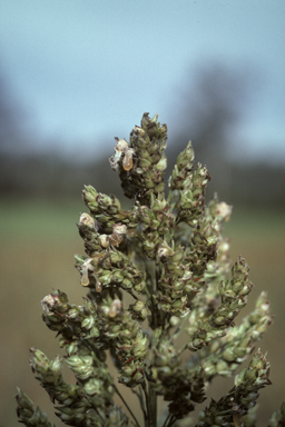 APII jpeg image of Sorghum bicolor  © contact APII