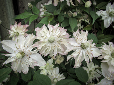 APII jpeg image of Clematis  © contact APII