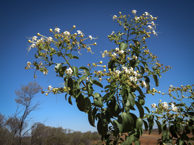 APII jpeg image of Clerodendrum floribundum  © contact APII