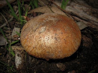 APII jpeg image of Cortinarius areolatoimbricatus  © contact APII