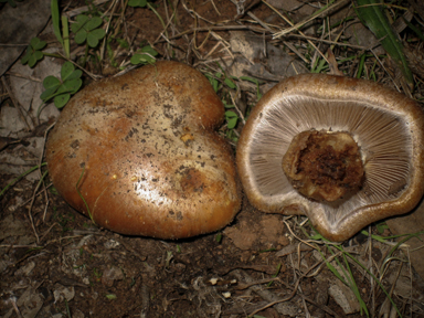 APII jpeg image of Cortinarius areolatoimbricatus  © contact APII