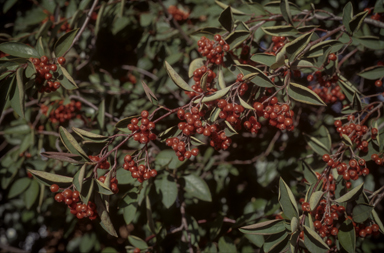 APII jpeg image of Cotoneaster glaucophyllus  © contact APII