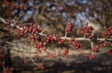 APII jpeg image of Crataegus monogyna  © contact APII