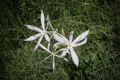 APII jpeg image of Crinum flaccidum  © contact APII