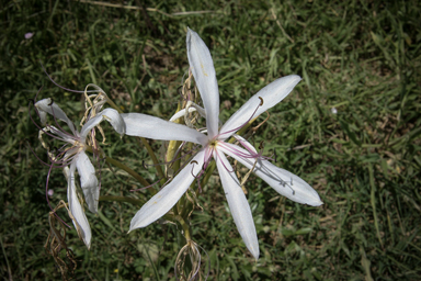 APII jpeg image of Crinum flaccidum  © contact APII