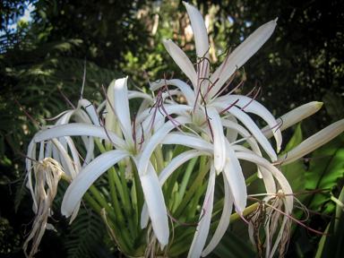 APII jpeg image of Crinum pedunculatum  © contact APII