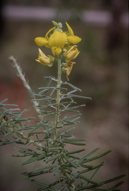 APII jpeg image of Crotalaria aridicola subsp. densifolia  © contact APII