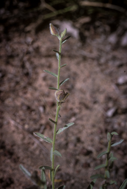 APII jpeg image of Crotalaria brevis  © contact APII