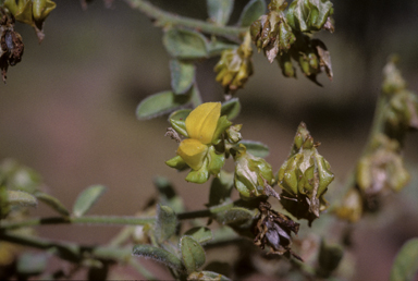 APII jpeg image of Crotalaria crispata  © contact APII