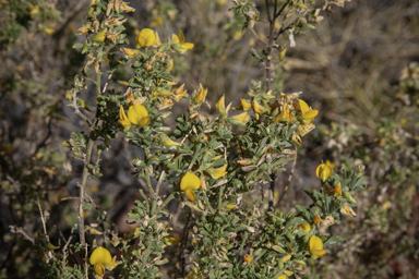 APII jpeg image of Crotalaria medicaginea  © contact APII