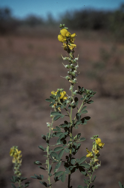 APII jpeg image of Crotalaria medicaginea var. neglecta  © contact APII