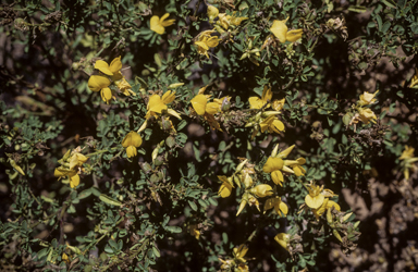 APII jpeg image of Crotalaria medicaginea var. neglecta  © contact APII