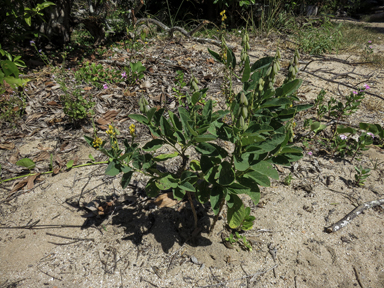 APII jpeg image of Crotalaria mitchellii  © contact APII