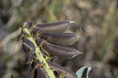 APII jpeg image of Crotalaria novae-hollandiae  © contact APII