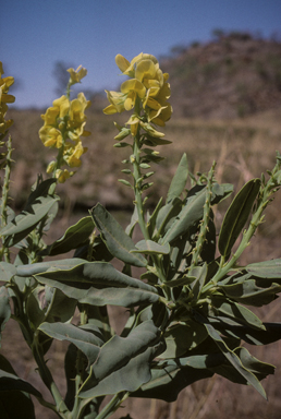 APII jpeg image of Crotalaria novae-hollandiae subsp. crassipes  © contact APII