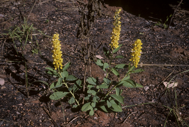 APII jpeg image of Crotalaria novae-hollandiae subsp. novae-hollandiae  © contact APII