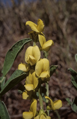 APII jpeg image of Crotalaria novae-hollandiae subsp. novae-hollandiae  © contact APII