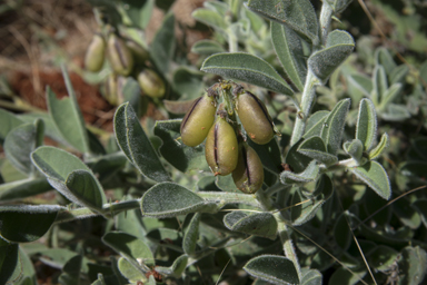 APII jpeg image of Crotalaria smithiana  © contact APII