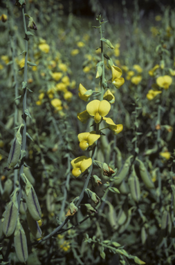 APII jpeg image of Crotalaria spectabilis  © contact APII