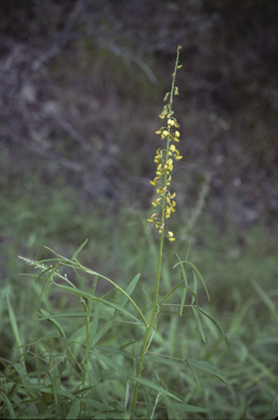 APII jpeg image of Crotalaria trichotoma  © contact APII