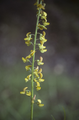 APII jpeg image of Crotalaria trichotoma  © contact APII