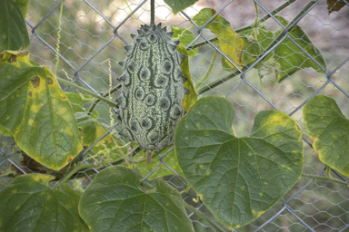 APII jpeg image of Cucumis metuliferus  © contact APII