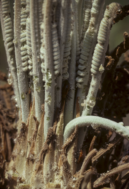 APII jpeg image of Cycas armstrongii  © contact APII