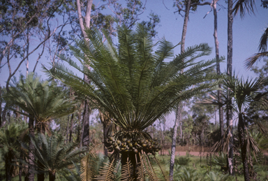 APII jpeg image of Cycas maconochiei  © contact APII