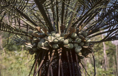 APII jpeg image of Cycas media subsp. media  © contact APII