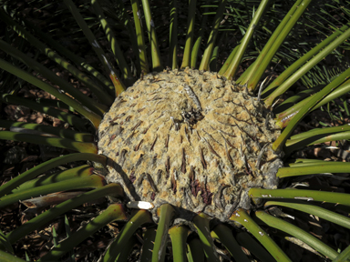 APII jpeg image of Cycas media subsp. media  © contact APII