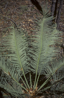 APII jpeg image of Cycas ophiolitica  © contact APII