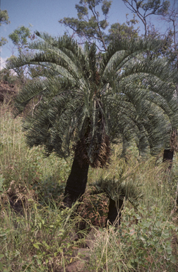 APII jpeg image of Cycas platyphylla  © contact APII