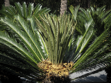 APII jpeg image of Cycas revoluta  © contact APII