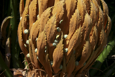 APII jpeg image of Cycas rumphii  © contact APII