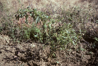 APII jpeg image of Datura leichhardtii  © contact APII