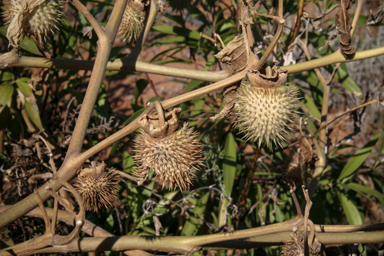 APII jpeg image of Datura leichhardtii  © contact APII