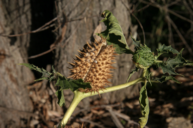 APII jpeg image of Datura stramonium  © contact APII