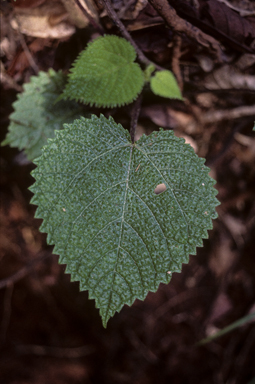 APII jpeg image of Dendrocnide moroides  © contact APII