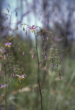 APII jpeg image of Dianella  © contact APII