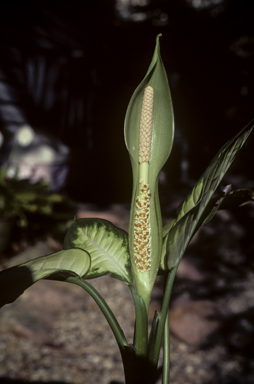 APII jpeg image of Dieffenbachia seguine  © contact APII