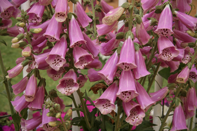 APII jpeg image of Digitalis purpurea  © contact APII