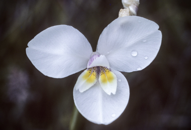 APII jpeg image of Diplarrena moraea  © contact APII