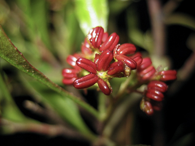 APII jpeg image of Dodonaea viscosa  © contact APII