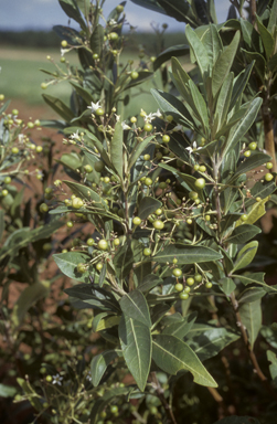 APII jpeg image of Duboisia leichhardtii x myoporoides  © contact APII