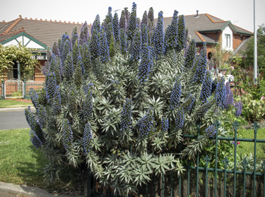 APII jpeg image of Echium candicans  © contact APII