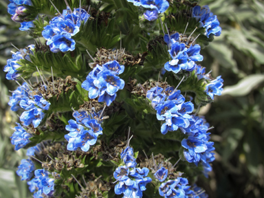 APII jpeg image of Echium candicans  © contact APII