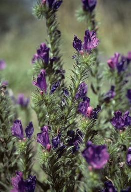 APII jpeg image of Echium plantagineum  © contact APII