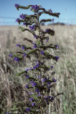 APII jpeg image of Echium vulgare  © contact APII