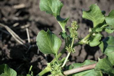 APII jpeg image of Rumex hypogaeus  © contact APII