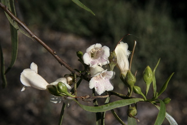 APII jpeg image of Eremophila bignoniiflora  © contact APII